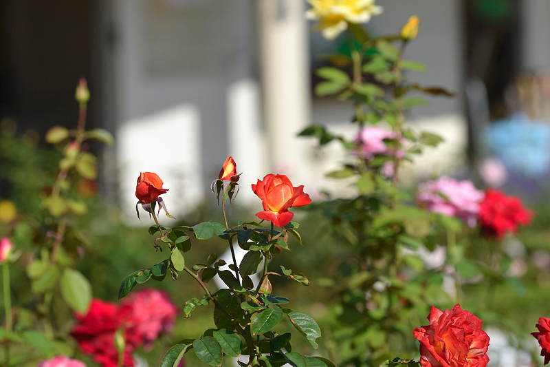 image0344