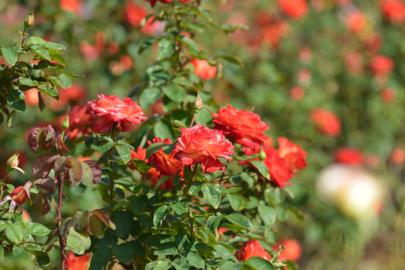 image0345