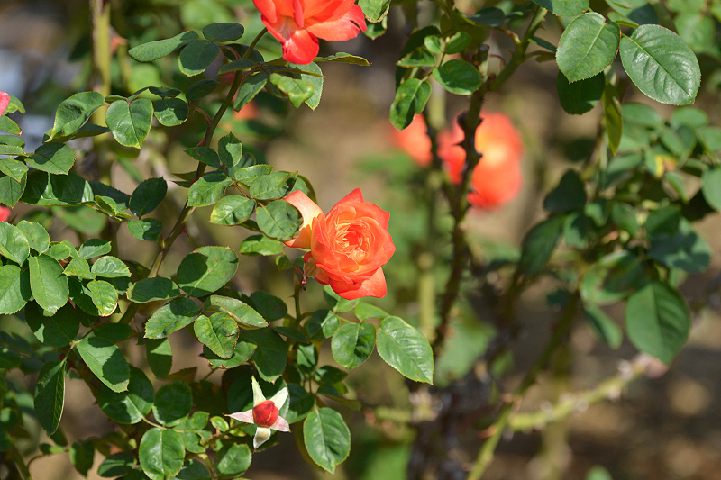 image0346