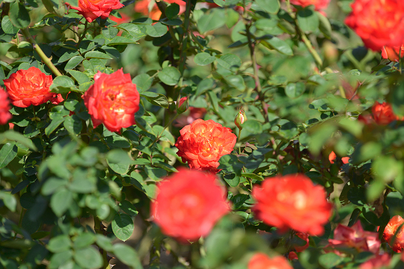 image0348