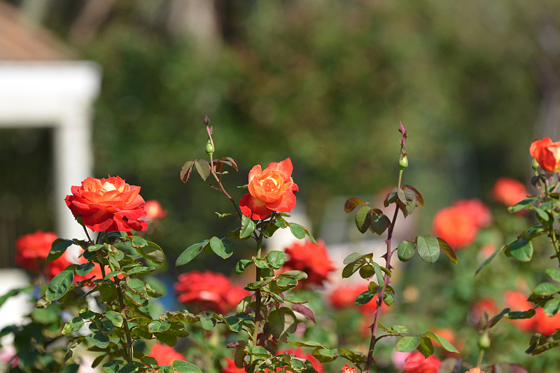 image0349
