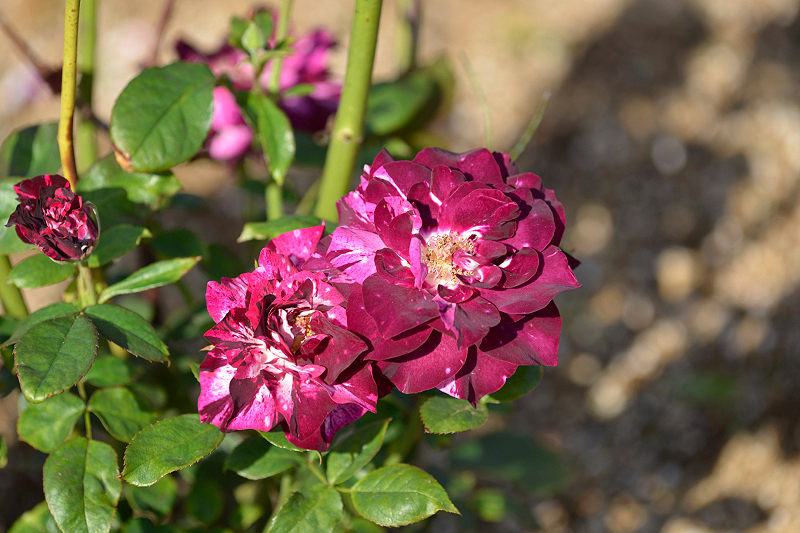 image0352