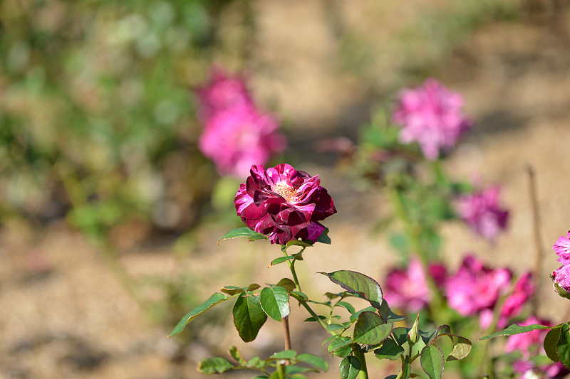 image0354
