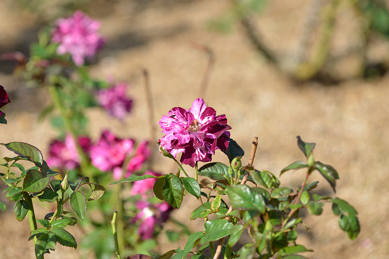 image0355
