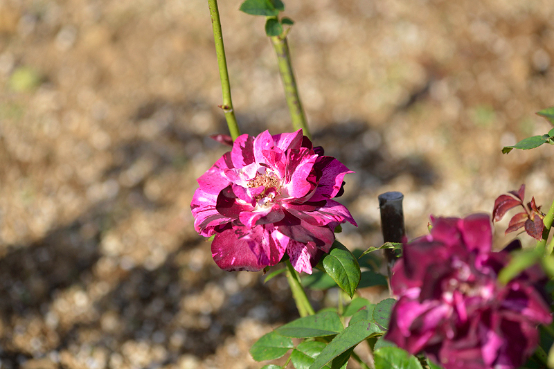 image0356