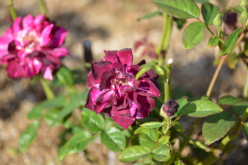 image0357