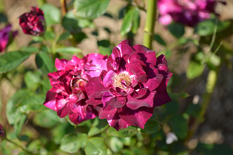 image0358
