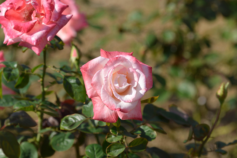 image0359