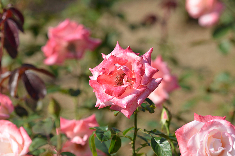 image0360