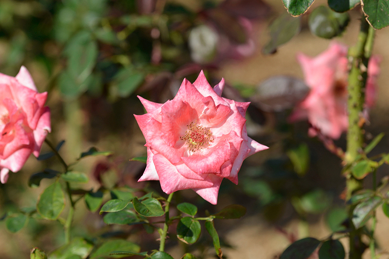 image0361