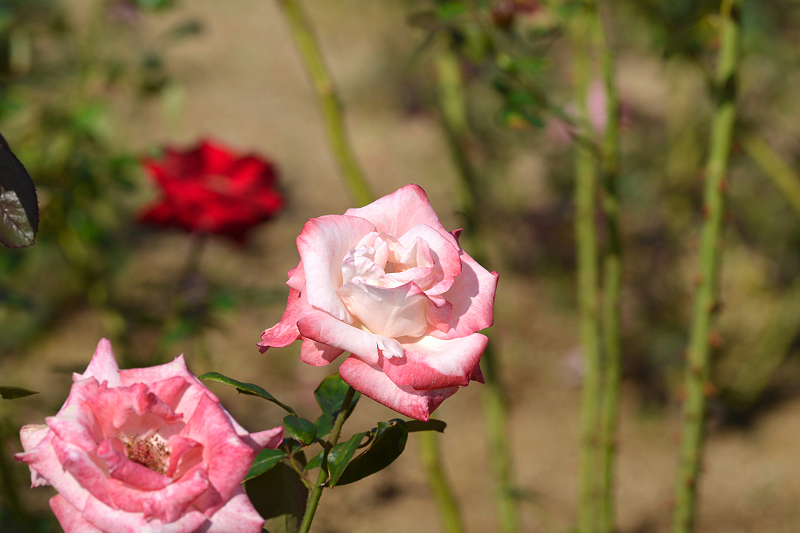 image0362