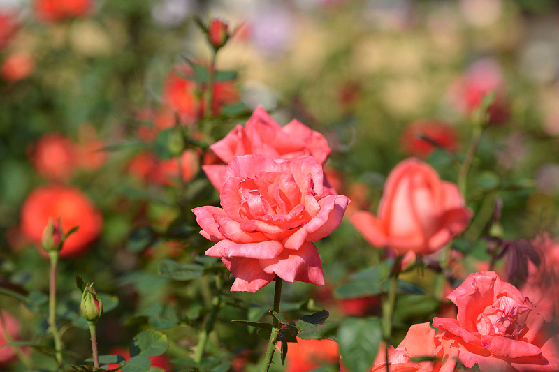 image0365