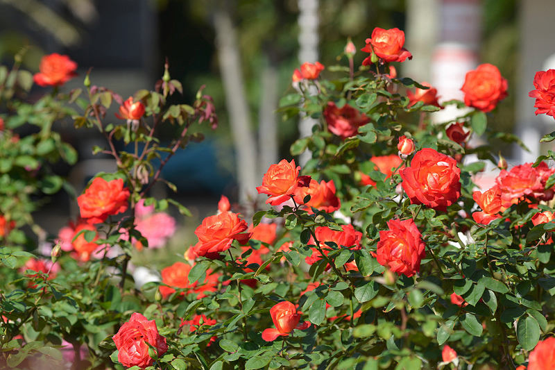 image0366