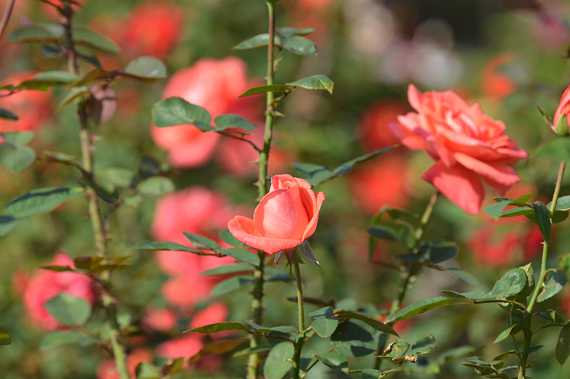 image0368