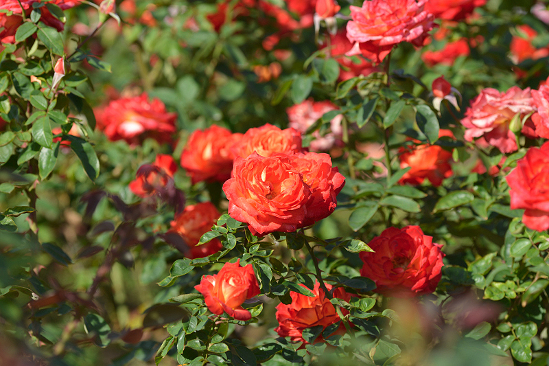 image0370