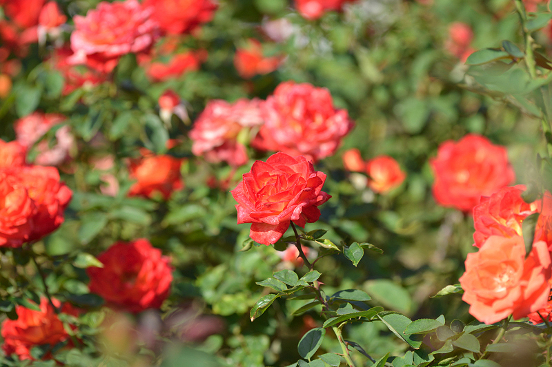 image0371