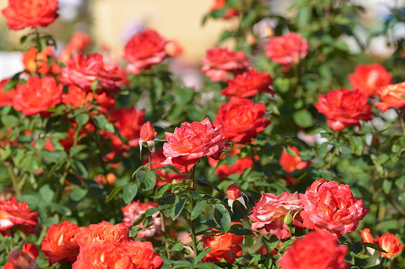 image0372