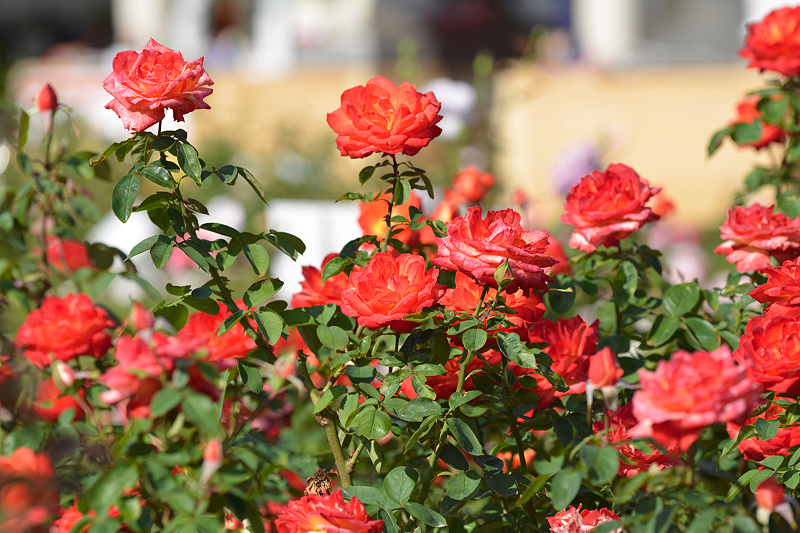 image0373