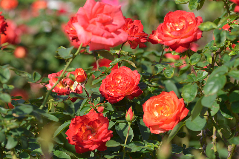 image0374