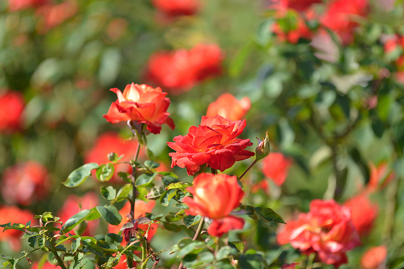 image0376