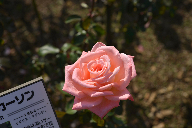 image0377
