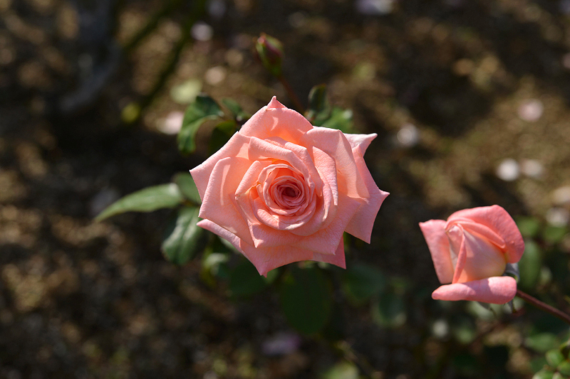 image0378