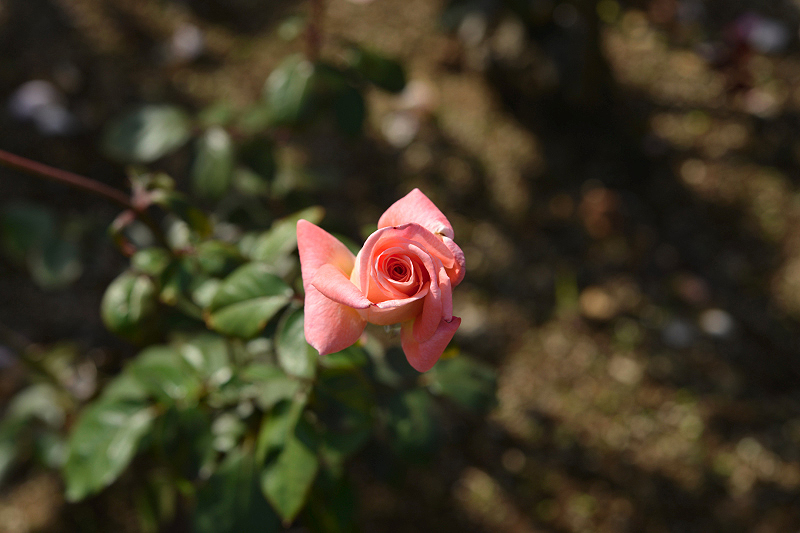 image0379