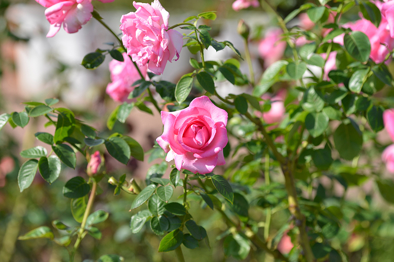 image0382