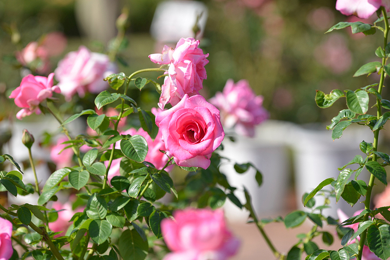 image0383