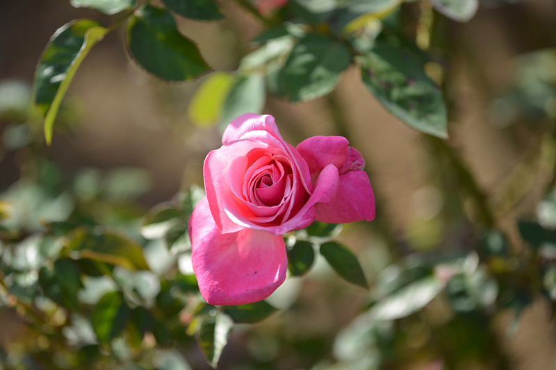 image0384