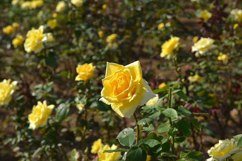 image0386