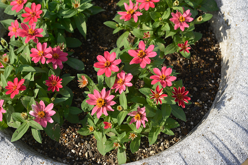 image0387