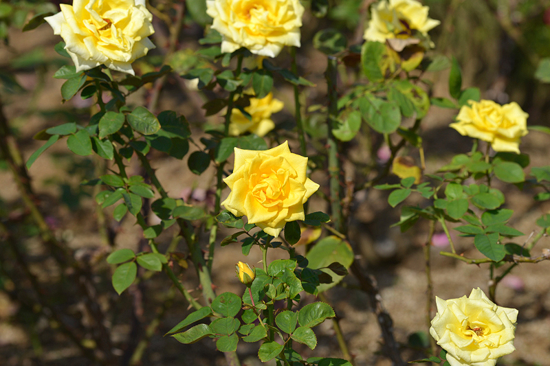image0390