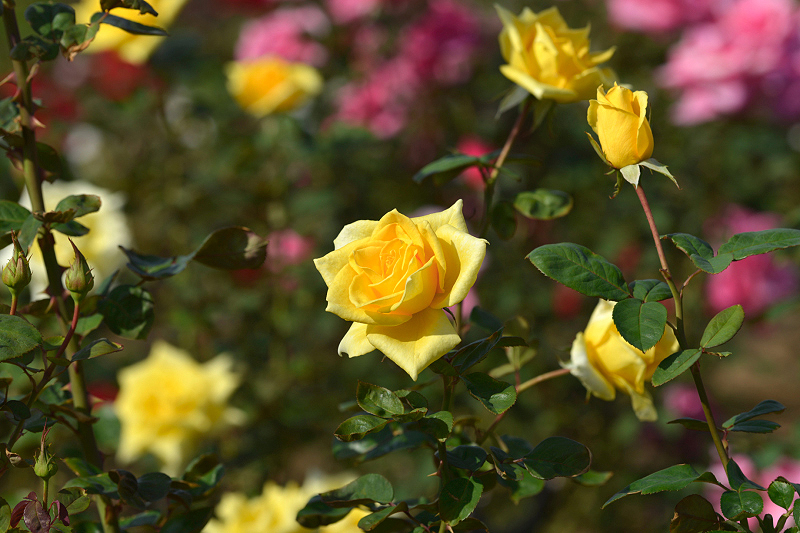 image0391
