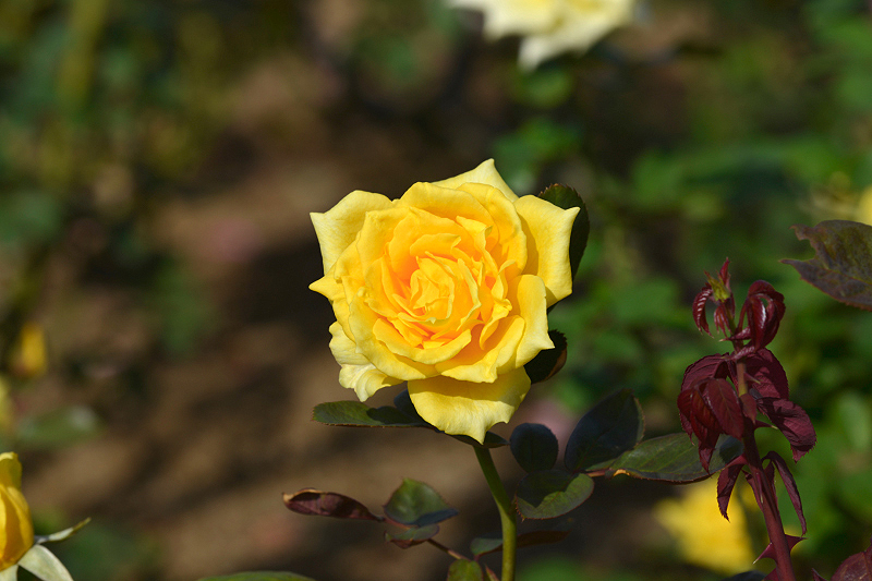 image0393
