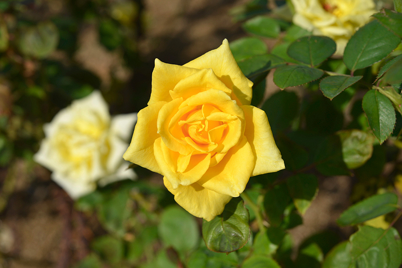 image0397