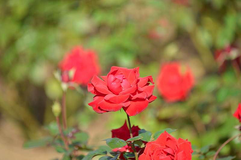 image0399
