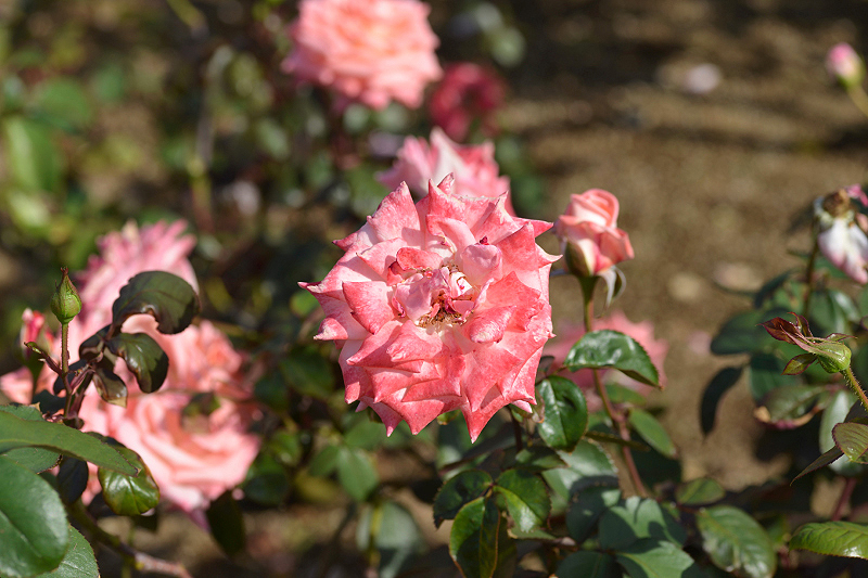 image0405
