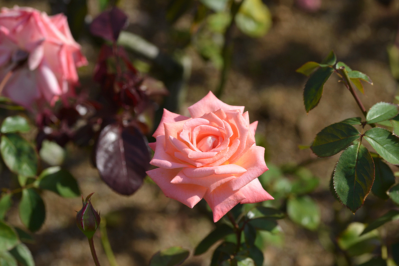 image0406