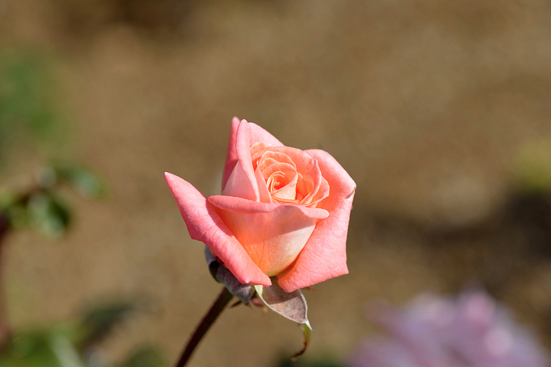 image0407