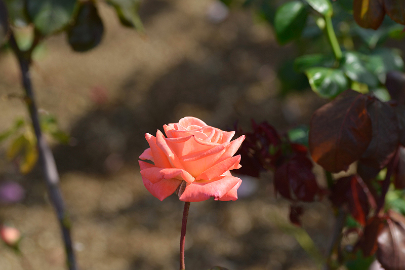 image0408