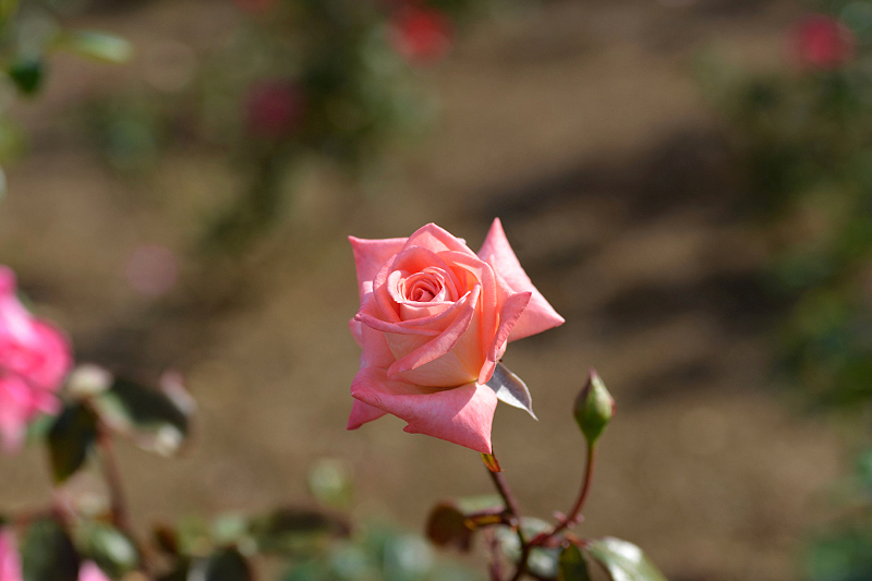 image0409