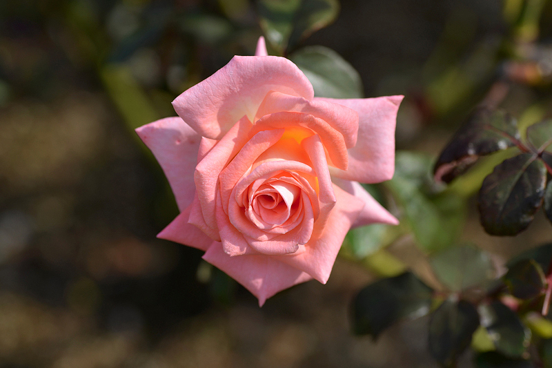 image0410