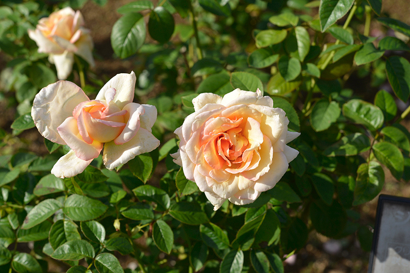 image0411