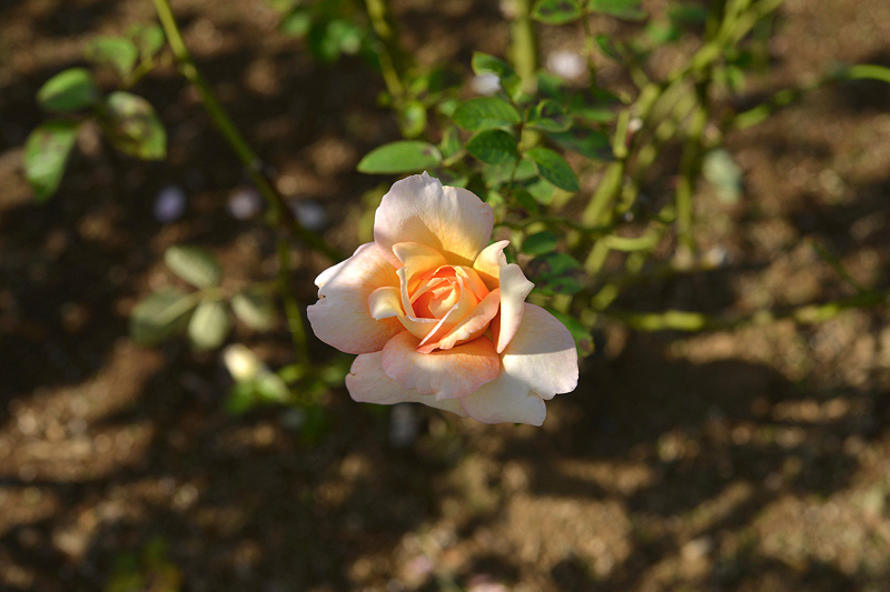 image0412