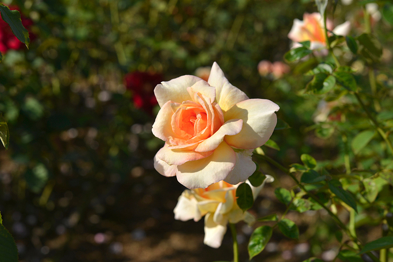 image0413