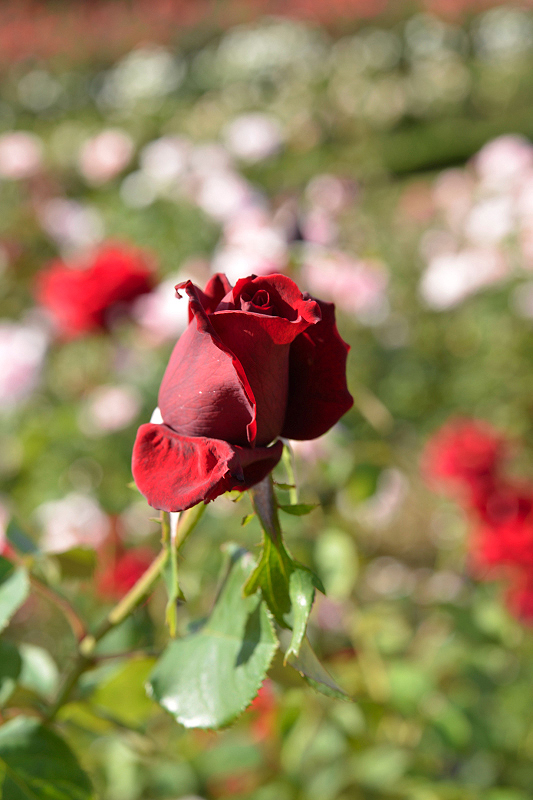 image0414