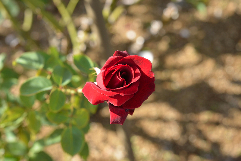 image0415