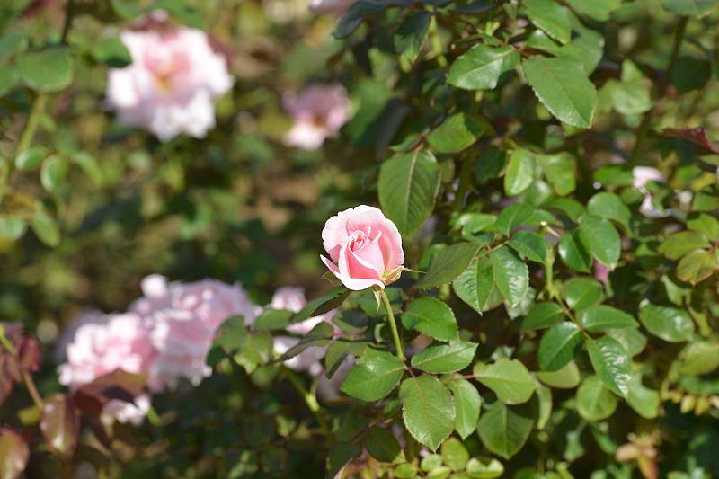 image0417