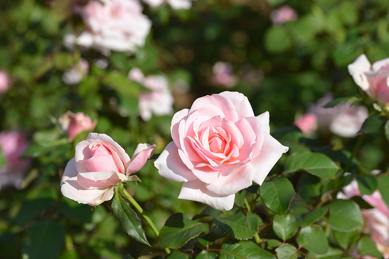 image0418